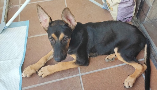 TOFFEE MALAGA