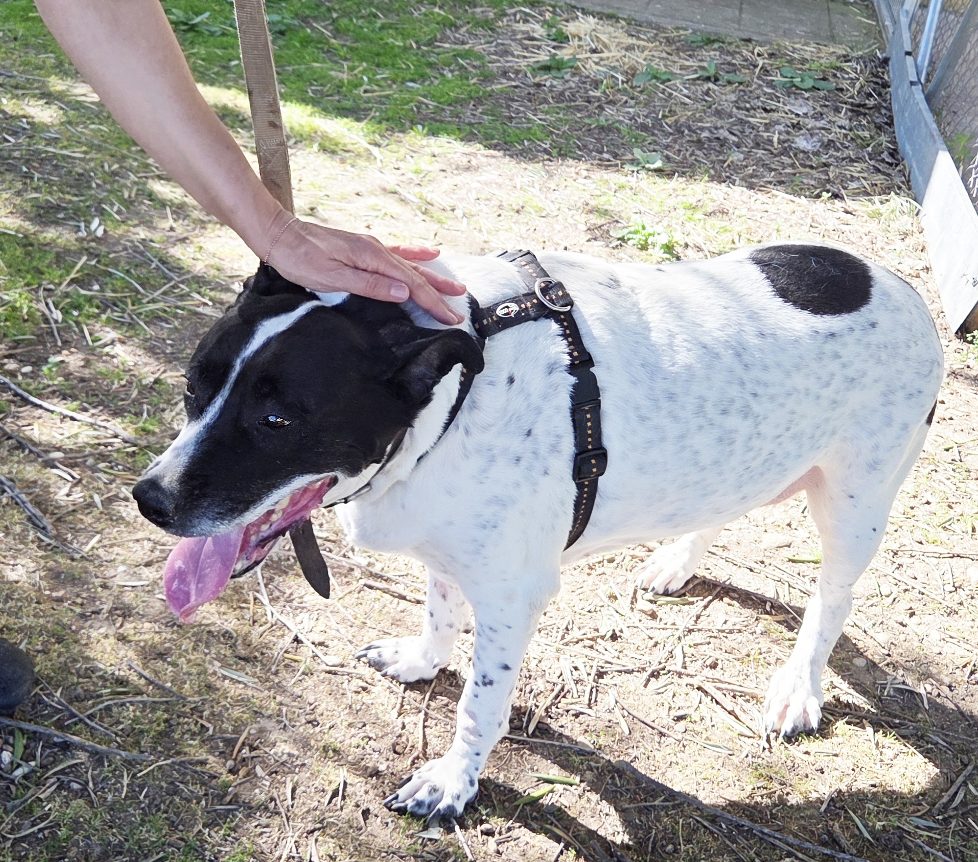 SAFIRA - Imagen 2
