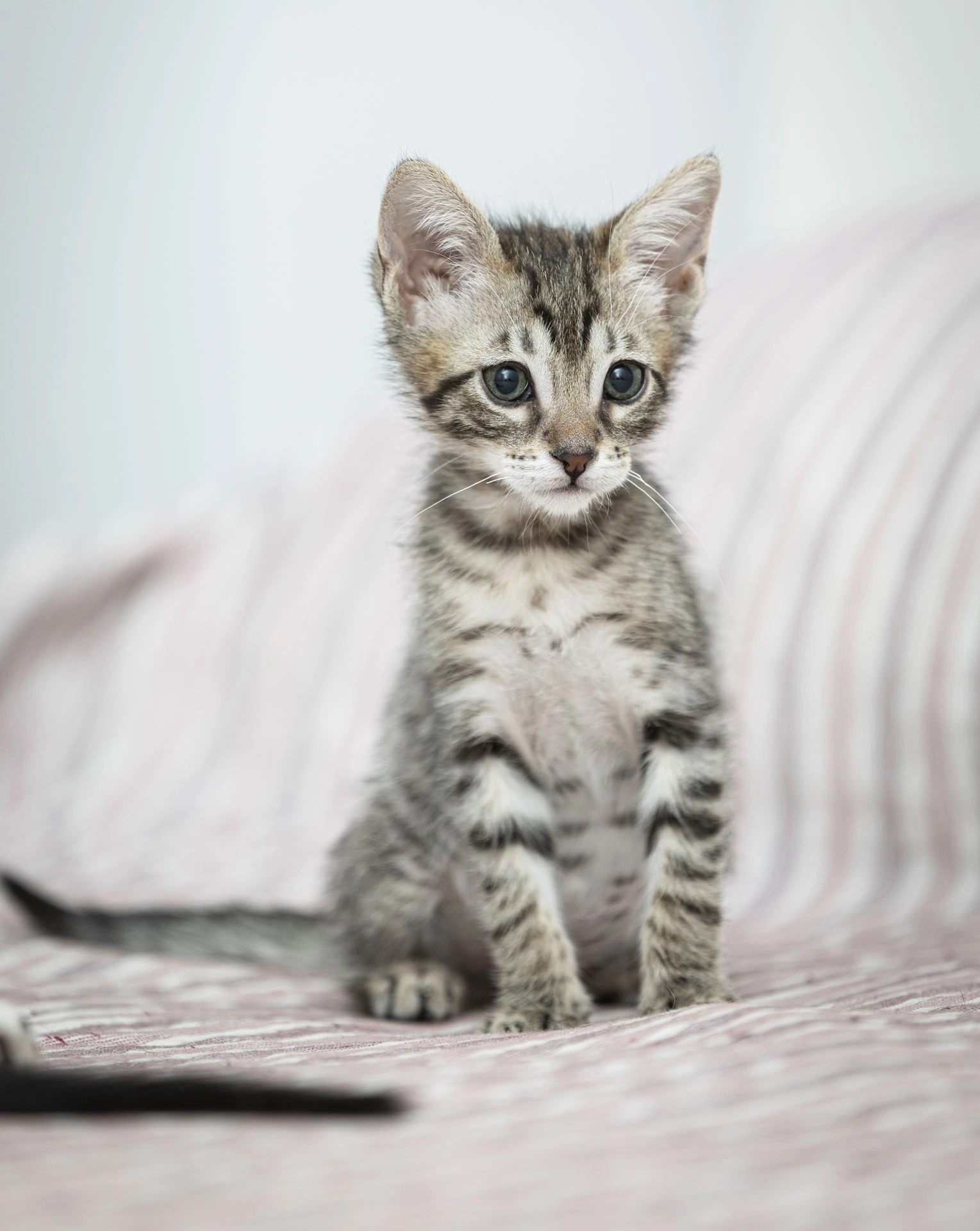 BUDDY - Imagen 1