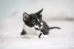 GA26_072-3.webp