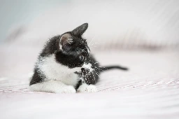 GA26_072-2.webp