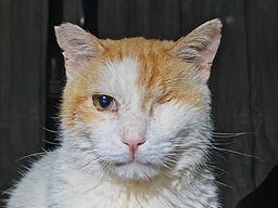 ANGELITO