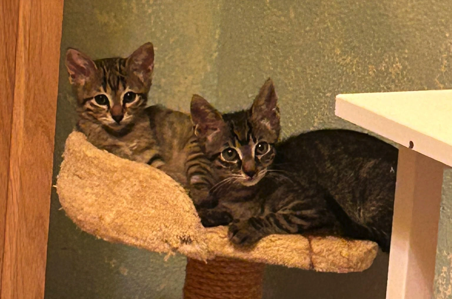 LEGANITOS - Imagen 1