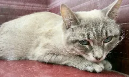 GA26_069 MABEL2 (5).webp