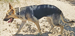 MOCHUELO - Imagen 8
