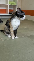 MISSI - Foto 