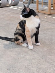 MISSI - Foto 