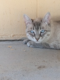 MABEL - Foto 