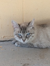 MABEL - Foto 