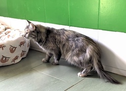 RATITA - Foto 