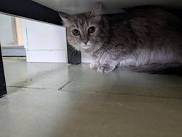 RATITA - Foto 