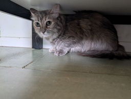 RATITA - Foto 