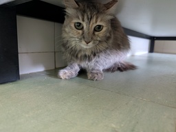 RATITA - Foto 