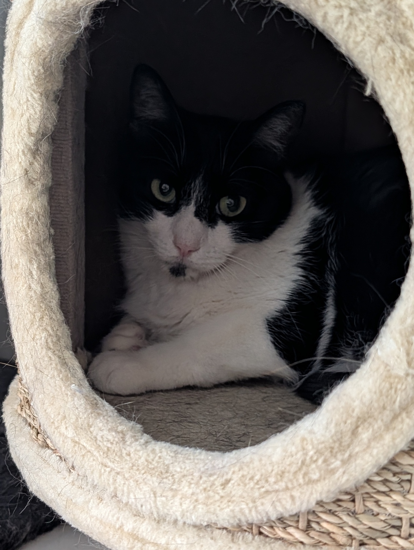 WANDA FELINAE - Imagen 6