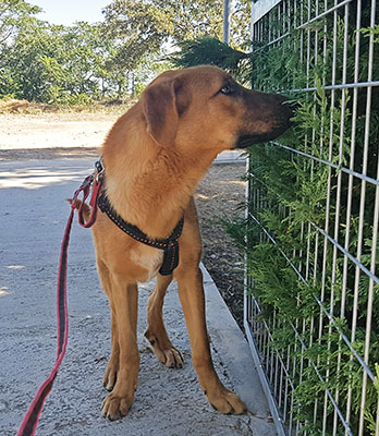 CHIQUITO - Imagen 11
