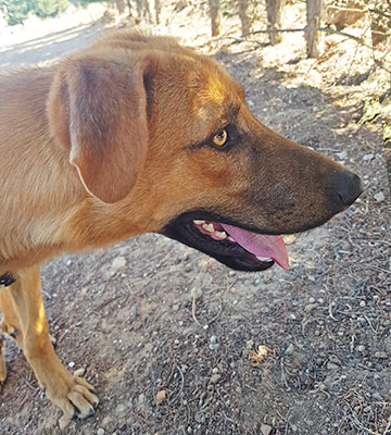 CHIQUITO - Imagen 16