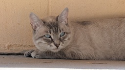 MABEL - Foto 