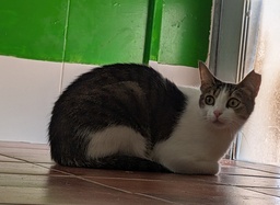 CYNTHIA CICA - Foto 