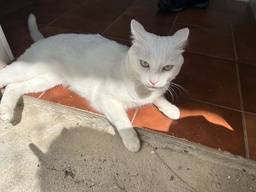 CAUCHO - GB26.057