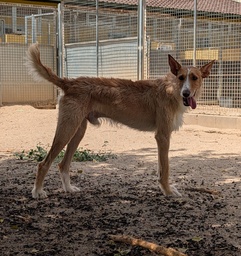 BAMBI BIMBA - B26.213