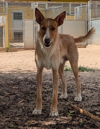 BAMBI BIMBA - B26.213