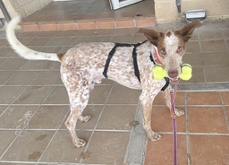 ROCKY BIMBA - B26.216
