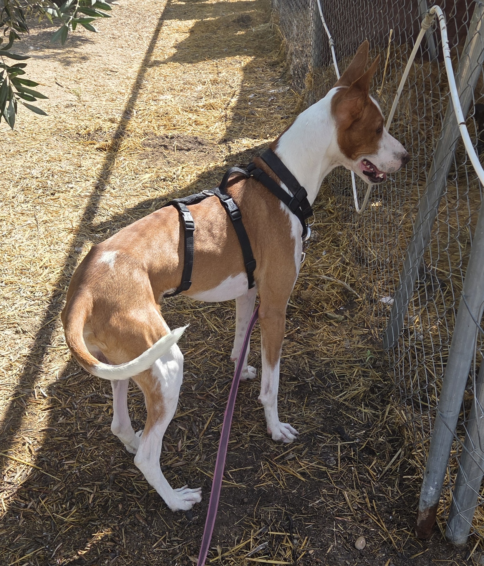 SCOOBY BIMBA - Imagen 9