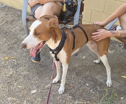 SCOOBY BIMBA - B26.214