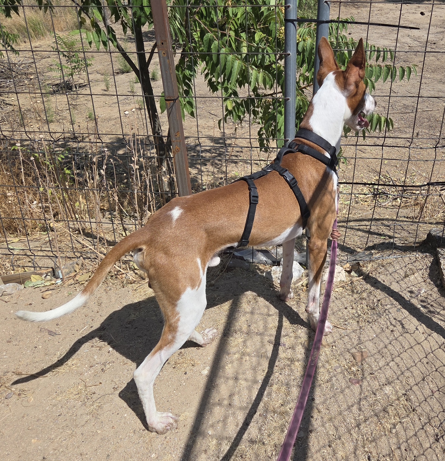 SCOOBY BIMBA - Imagen 2