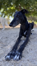 MORA - B26.152