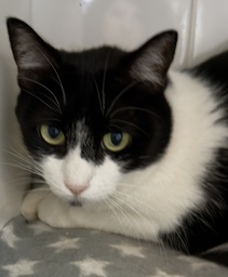 WANDA FELINAE - GB26.087