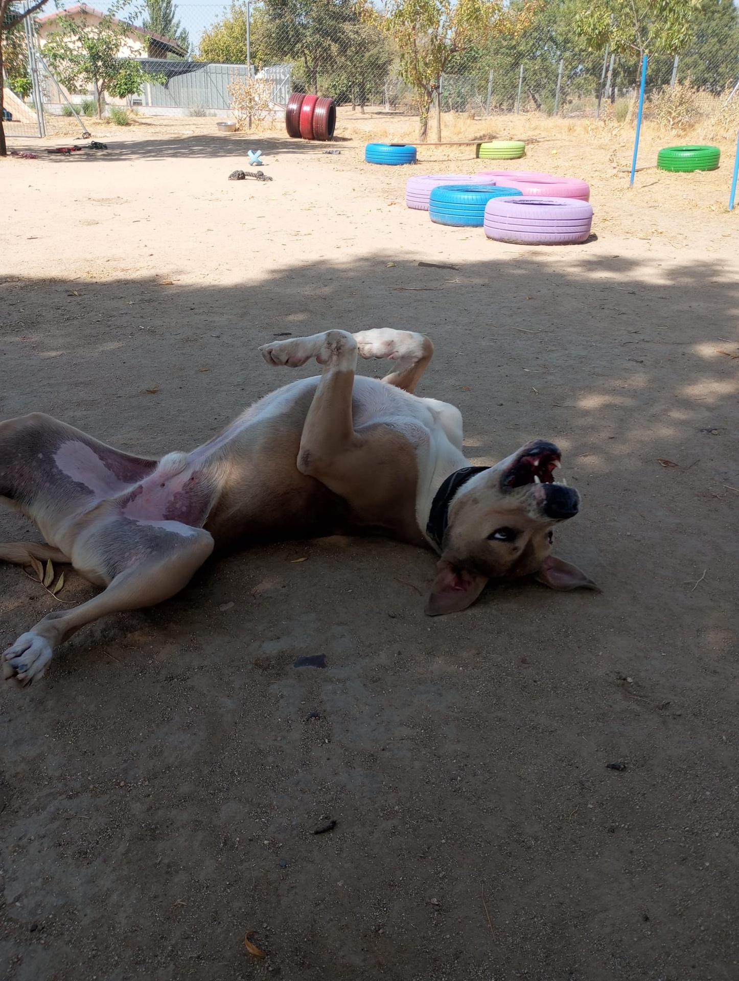 BULO - Imagen 17