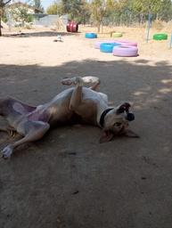 BULO - A22.049
