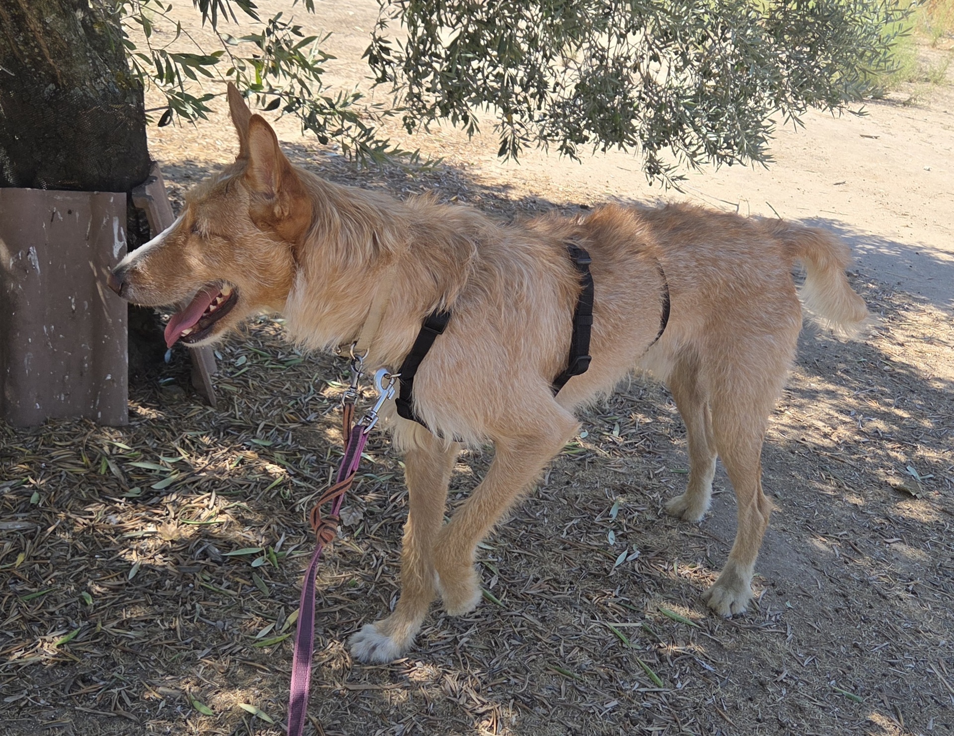 BAMBI BIMBA - Imagen 7