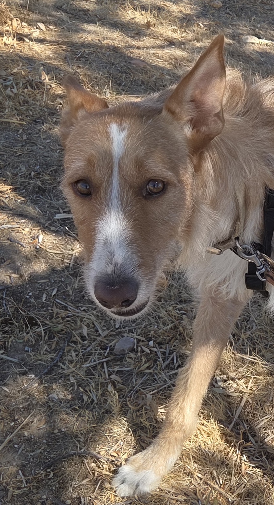 BAMBI BIMBA - Imagen 2