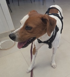 FER BIMBA - B26.217