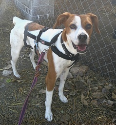 FER BIMBA - B26.217