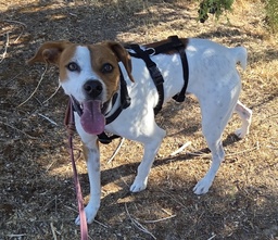FER BIMBA - B26.217