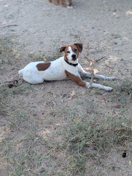 FER BIMBA - B26.217
