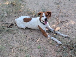 FER BIMBA - B26.217