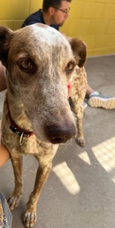 ROCKY BIMBA - B26.216