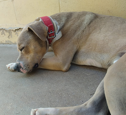 BULO - Imagen 4