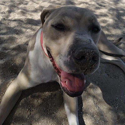 BULO - Imagen 5