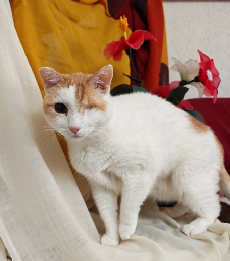 ANGELITO