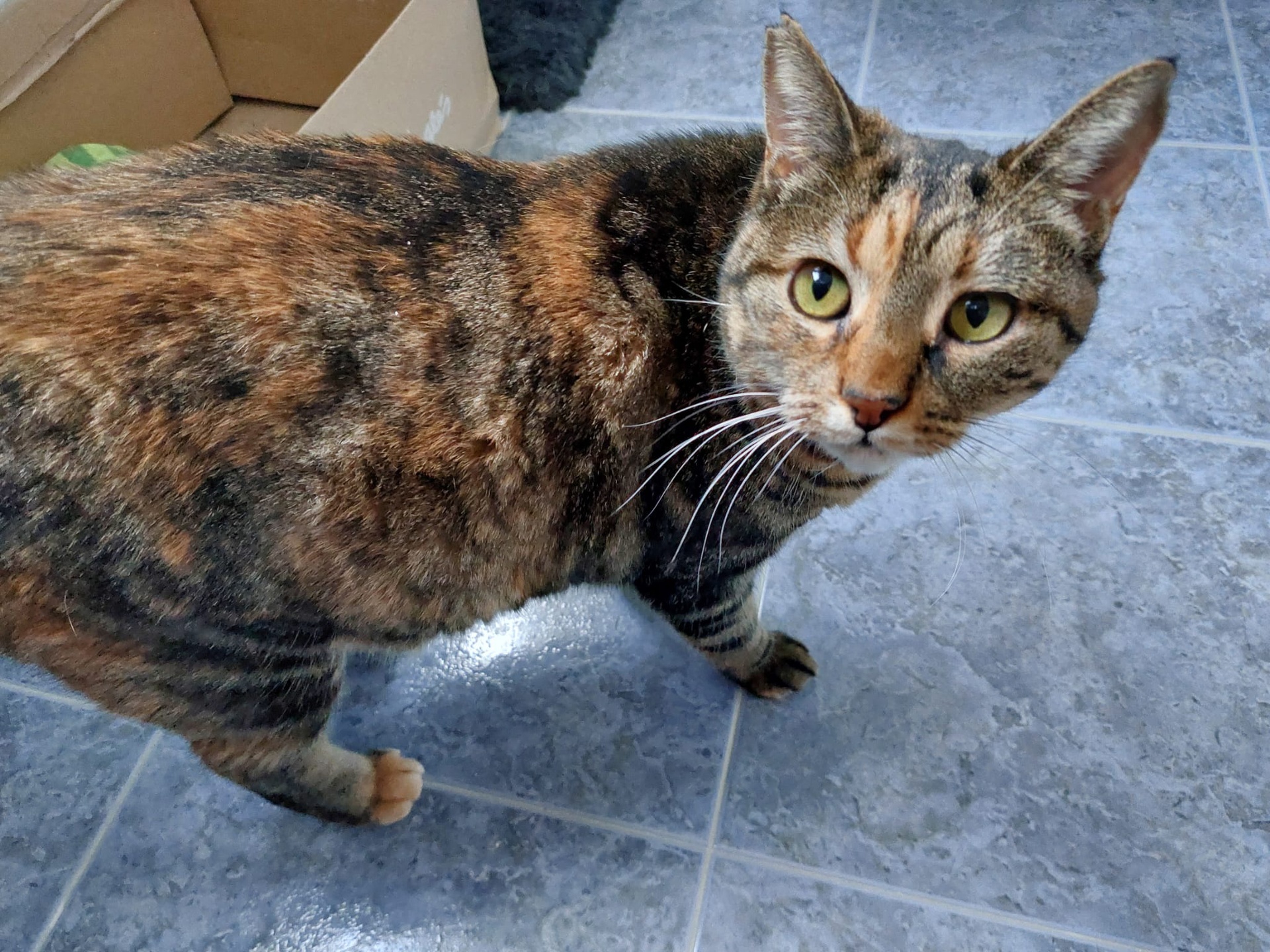 MINERVA