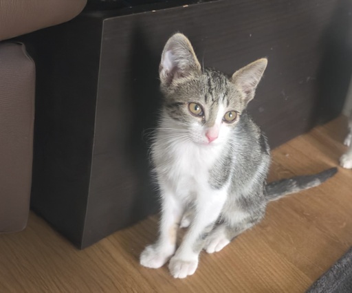 RABANETE