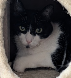 WANDA FELINAE