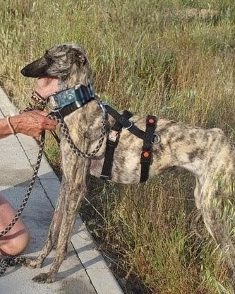 ESTRELLA CACERES