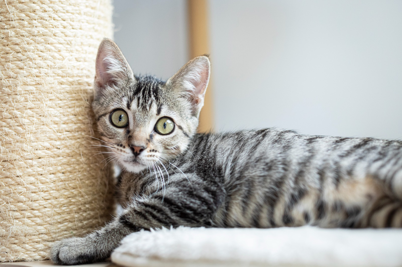 RESINA