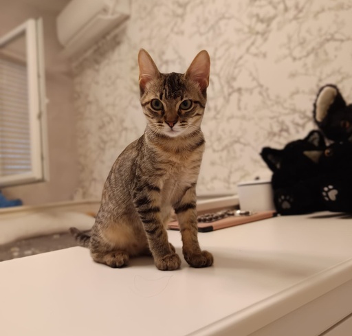 PIXEL